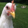 kychickenz