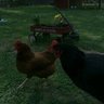 Casey Chicks20
