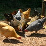 OHappyHens