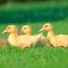 elichick
