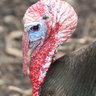wildturkey035