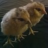 DarkChicken