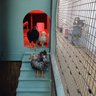 JandAsChickens