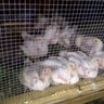 sweetchicks sue