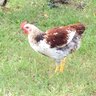 bcchicken