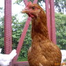 Chickenladyamie