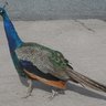 DuckCrazi