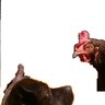 Davis3Chickens