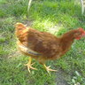 reenie27