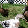 DuckieDabbler