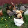 CreedChickens