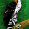 Harpy Hawk