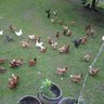 kevinseggs