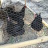 chickmom12