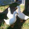 Islandducklady