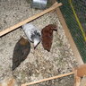 swiftys chicks