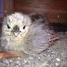 IckyMcChicky