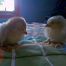 babychickens2