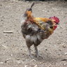 Eggsalad