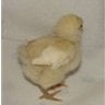 Orpington Poultry