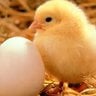 Ameraucana122