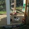 chicksinnh
