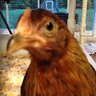 ChickenMommaG