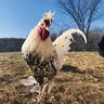 ChickenLittlez
