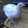 chickenninny