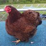 sparrowchick