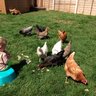 milldew chicks