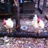 chickwolf