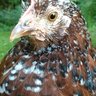 haralsonfarm