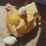 Lonesomedove