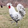 chikvt