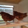 Txchicky