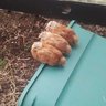 Eggsravagant