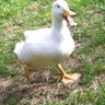 j-duck