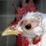 ChickenCoop123