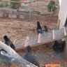 Zammys Zooyard