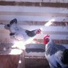 barred rock64