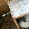 Silkie123