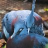 Flyredbird
