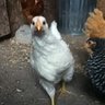 popcornfeathers