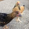 cherlmerlchick