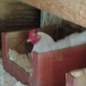 rainy hen lady