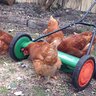 Chickens And Me