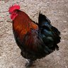 ChickenIsh