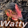Watty
