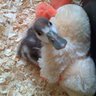 quackerslorna